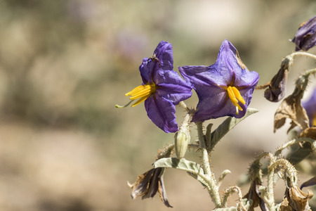 Purple flowers Solanum lycocarpum known as the wolf appleの写真素材