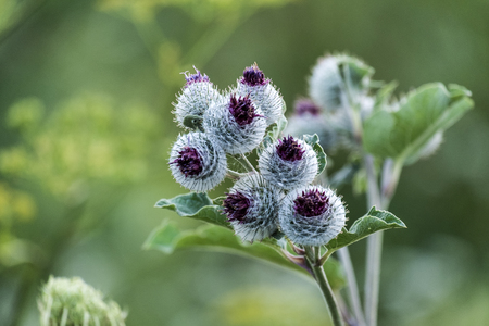 Lilac-purple woolly burdock flowers (Arctium tomentosum)の写真素材