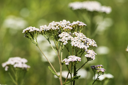 Medicinal flowers of common yarrow (Achillea millefolium)