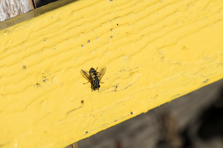 Small striped hoverflies sits on a yellow board (Syrphidae)の写真素材
