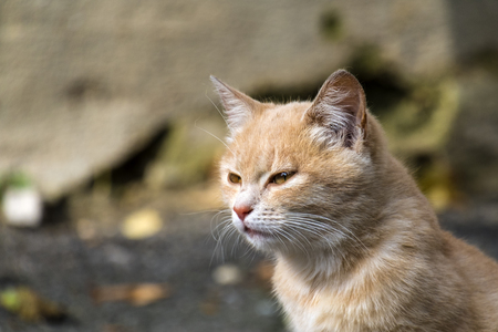 Red-haired kitten narrowed his eyes slylyの写真素材