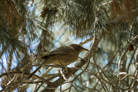 Arabian babbler is sitting on a pine branch (Turdoides squamiceps)