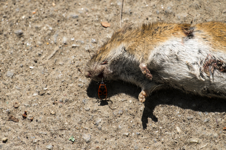 The firebug peers into the mouth of a dead mouseの写真素材