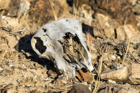 Skull of an animal lie on the stones in the desertの写真素材