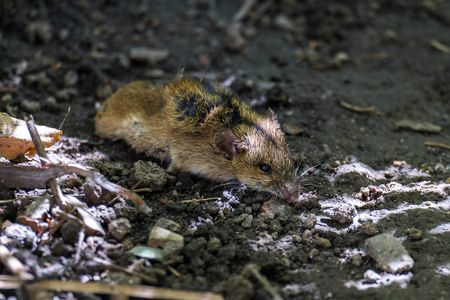 Dead house mouse lying on the groundの写真素材