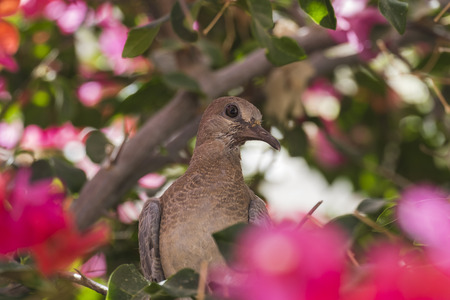 Grown-up chick Laughing dove sits in the bush of Bougainvillea (Spilopelia senegalensis)の写真素材