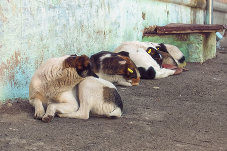Stray dogs curled up with tangles along the wall of the houseの写真素材