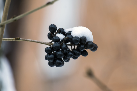 Black berries wilde liguster covered with snow (Ligustrum vulgare)の写真素材