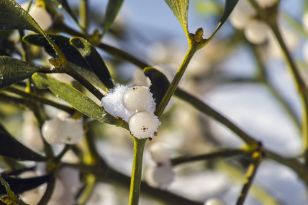 Berry of mistletoe covered with snow (Viscum album)の写真素材