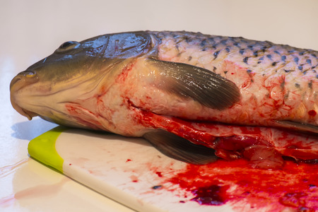 Dead fish with a ripped belly lay on the cutting board. Dead carpの写真素材
