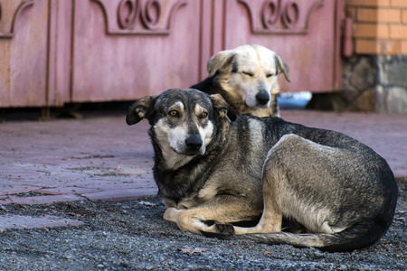Homeless stray dogs with dangling ears lie on the ground at the gate of others
