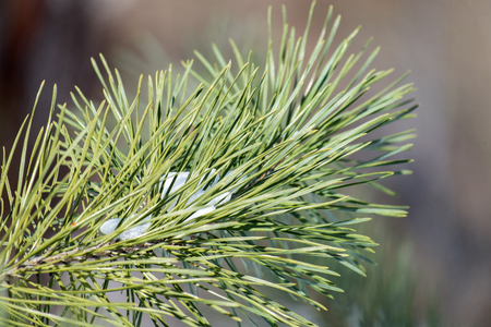 Branch of a pine close-up. Between the needles lies a little snow
