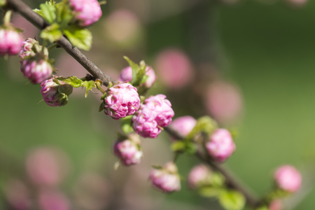 Bloomed pink bud of the sakura bushの写真素材