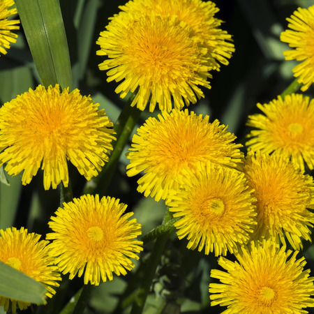 Medicinal herbs: Yellow dandelions (Taraxacum officinale)