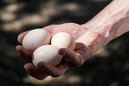Fresh chicken eggs in the farmer's handの写真素材