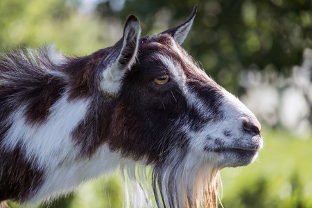 Female goat head profile (Capra aegagrus hircus)の写真素材