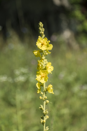 Stem and flowers of common mullein (Verbascum thapsus)