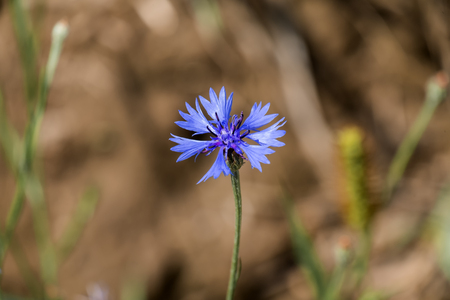 Blue flower of cornflower (Centaurea cyanus)の写真素材