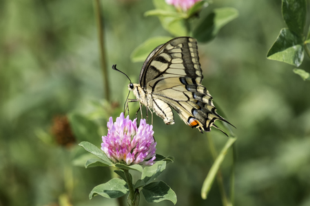 Common yellow Swallowtail collecting nectar from a red clover flower (Papilio machaon)の写真素材