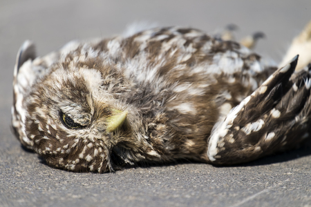 Dead little owl lies on the asphalt (Athene noctua)の写真素材