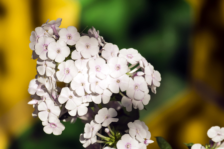 Flowers of white phlox. White flower with a faint light pink eye. Variety Phlox Aprilの写真素材