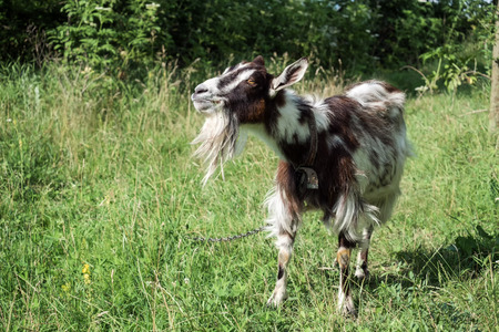 Domestic goat on a chain proudly chews grass (Capra aegagrus hircus)