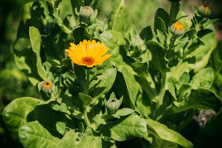 Flower and buds of marigold (Calendula officinalis)の写真素材