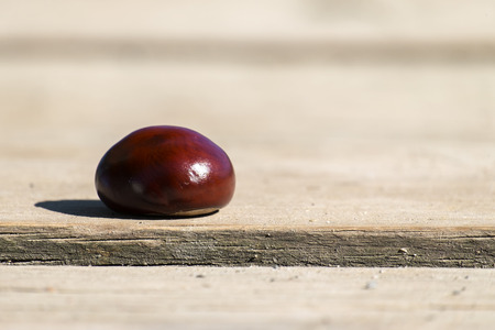 Conker from a horse-chestnut on a wooden table (Aesculus hippocastanum)の写真素材