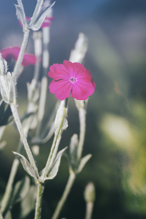 Flower of mullein pink (Silene coronaria)の写真素材