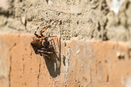 Diadem spider sitting on a brick wall (Araneus diadematus)の写真素材