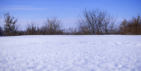 Winter landscape. Sparkling snow, bare trees and blue sky