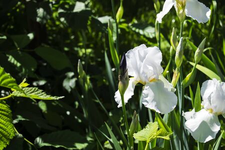 Intermediate Bearded Iris (Iris Arctic Wind)