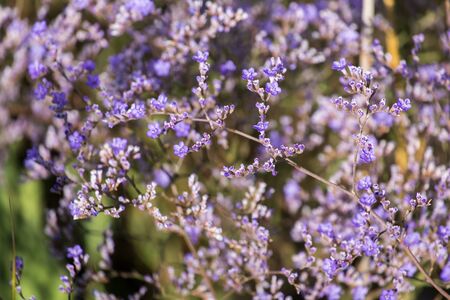 Purple flowers of statice (Limonium gmelinii)