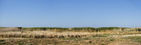 Sign pointer to male and female toilets in the steppeの写真素材