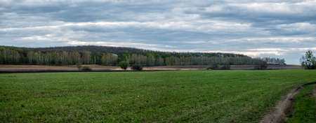 Country landscape. Green field against the background of the spring forest. Ahead of a Thunderstormの写真素材