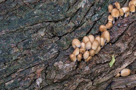 Mushroom colony of mica cap on the bark of a tree (Coprinellus micaceus)の写真素材