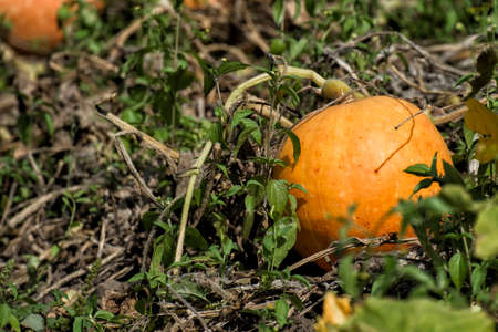 Gourds on the plantation. Ripe pumpkin in the fieldの写真素材