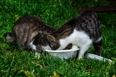Two homeless kittens eating from a plastic bowlの写真素材