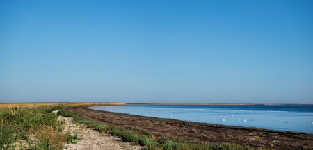 Swampy coastline of the Sasyk salt lakeの写真素材