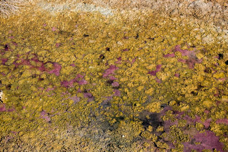 Lilac and yellow algae densely covered lake surfaceの写真素材