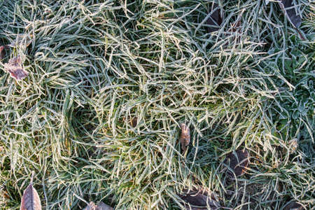 Green grass covered with hoarfrostの写真素材
