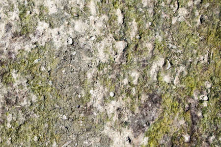 Texture created by nature from mud and algaeの写真素材