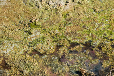 Fermentation process on the lake surface densely covered with algae and mudの写真素材