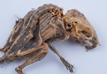 Preston, Lancashire / UK - 03 03 2018: Mummified skeleton of a dead mouse still has some skin and fur on it.のeditorial素材