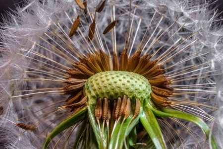 Dandelion seeds blowing away from the plantの写真素材