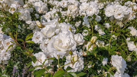 The picture shows garden full of white roses on a sunny afternoon.の写真素材
