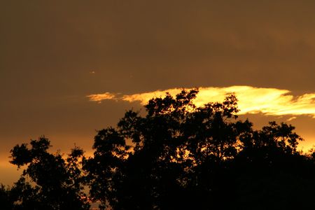 Safari Sunsetの写真素材