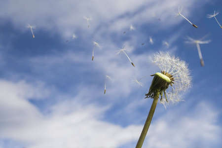 Blowing in the windの写真素材