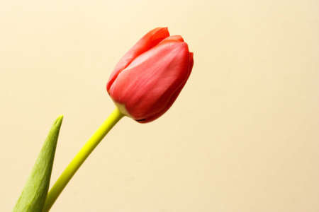 Red tulip