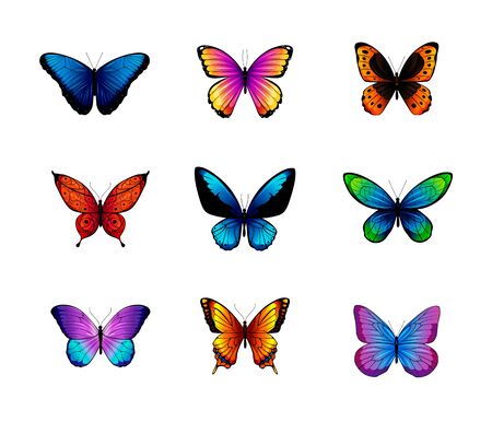 Collection of colorful vector butterflies. Vector illustration